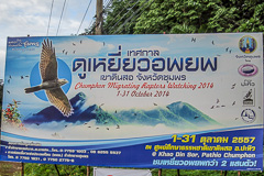 Chumphon Raptor Festival