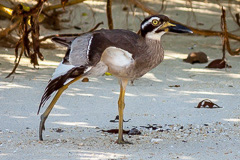 Beach Stone-curlew