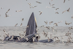 Bryde's Whale