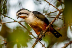 Collared Falconet