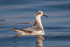 Red Phalarope