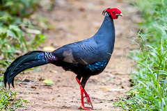 Siamese Fireback