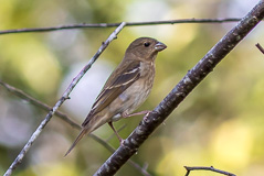 Common Rosefinch