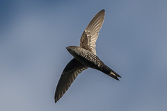 Cook's Swift