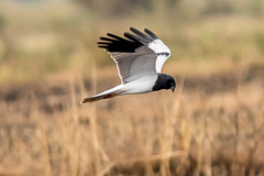 Pied Harrier