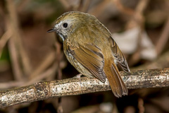 White-gorgeted Flycatcher