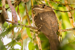 Gould's Frogmouth