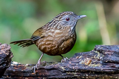 Streaked Wren-Babbler