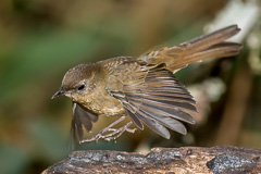 White-bellied Redstart