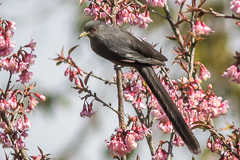 Long-tailed Sibia