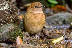 Rusty-naped Pitta