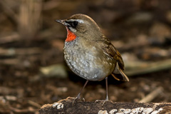 Siberian Rubythroat