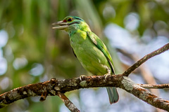 Moustached Barbet