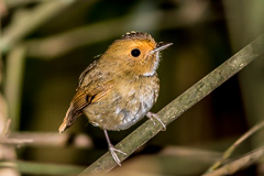 Rufous-browed Flycatcher