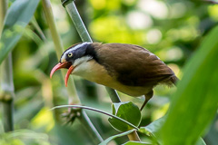 Brown-crowned Scimitar Babbler