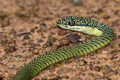 Ornate Flying Snake