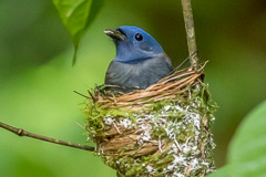 Black-naped Monarch