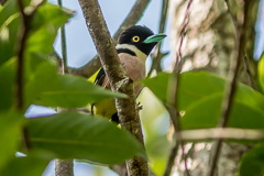 Black-and-yellow Broadbill