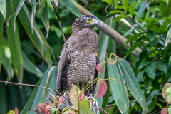 Crested Serpent Eagle