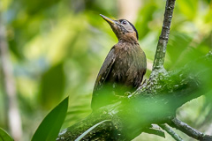 Streak-breasted Woodpecker