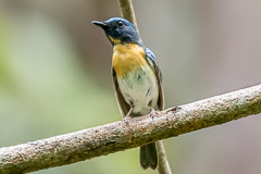 Blue-throated Blue Flycatcher