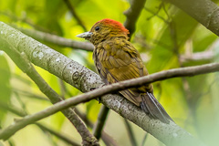 Bamboo Woodpecker