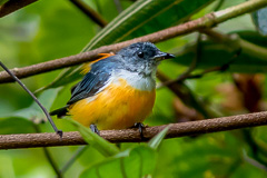 Orange-bellied Flowerpecker