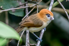 Pale-billed Parrotbill