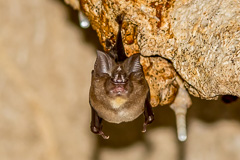 Malayan Horseshoe Bat Rhinolophus malayanus