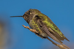 Anna's Hummingbird