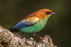 Chestnut-backed Tanager