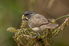 Double-collared Seedeater