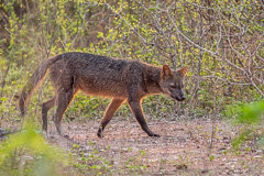 Crab-eating Fox