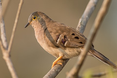 Long-tailed Ground Dove