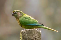 Maroon-bellied Parakeet