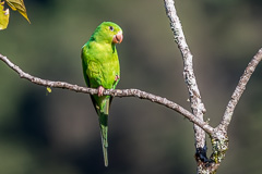 Plain Parakeet