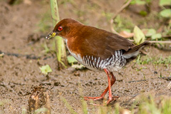 Red-and-white Crake