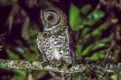 Rusty-barred Owl