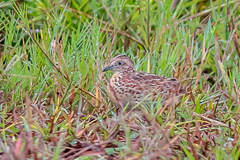 Common Buttonquail