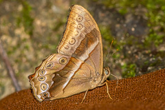 Common Red Forester