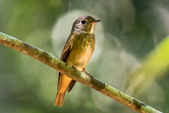 Ferruginous Flycacther