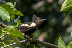 Black-and-buff Woodpecker