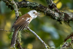 Collared Babbler