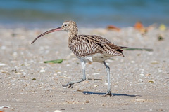 Eurasian Curlew