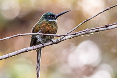 Bronzy Jacamar