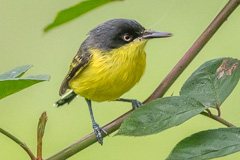 Common Tody Flycatcher