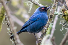 Masked Flowerpiercer