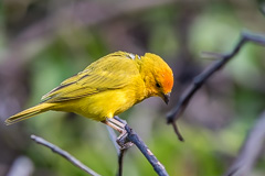 Saffron Finch