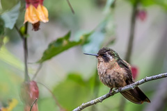 Speckled Hummingbird