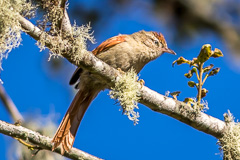 Streak-capped Spinetail